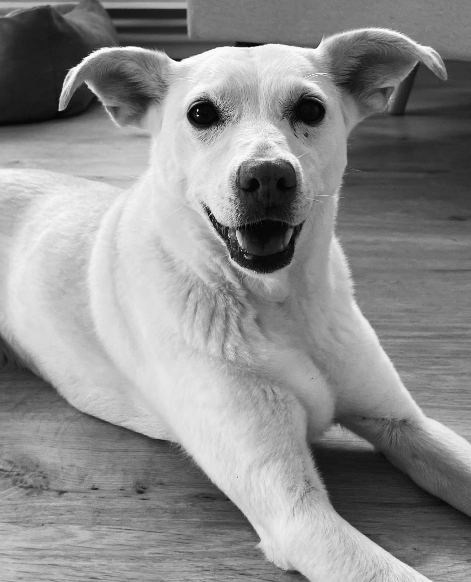 Praxishund Angel